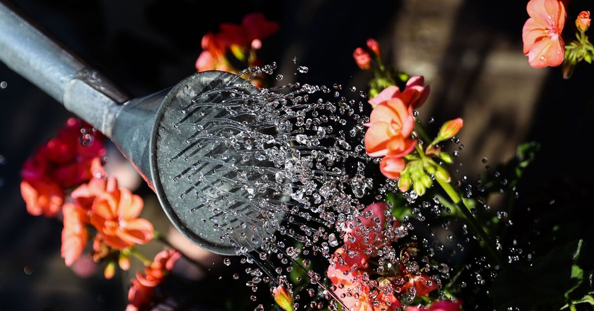 Gardening hack will let you water ‘every plant’ in seconds, and never overwater