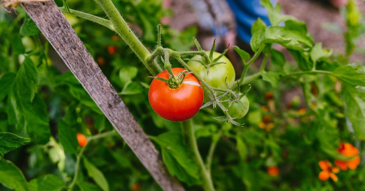 Tomatoes grow best in these optimal conditions – too hot and they won’t ripen