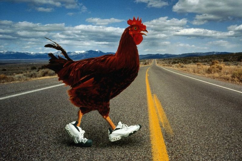 Jugar chicken road in Spain